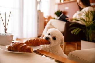 little white puppy stealing a croissant thats sitting on a plate