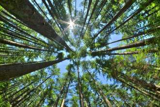 looking upward in a forrest