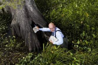 man suspiciously placing money into the base of a tree stump