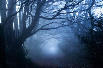 misty forest lane