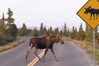 moose crossing the road