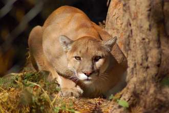 mountain lion crouching close to land and looking directly at the camera