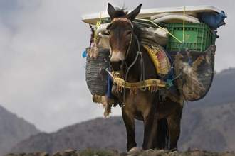 mule holding a huge load on its back
