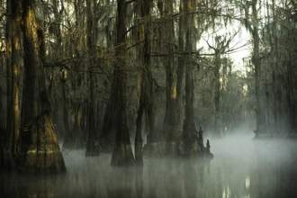 mysterious eerie foggy morning
