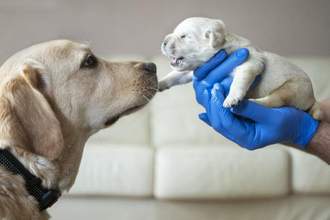 newborn puppy being held by a vet in front of its mother