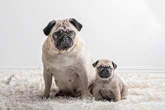 one adult pug and one pug puppy side by side