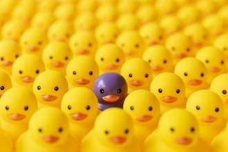 one purple rubber duck in a crowd of yellow rubber ducks