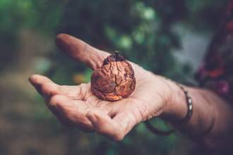 open palm holding a rotten piece of fruit