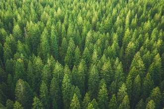 overhead view of a green forrest