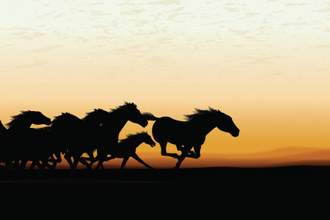 pack of horses running