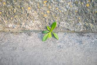 Word of the Day: resilience