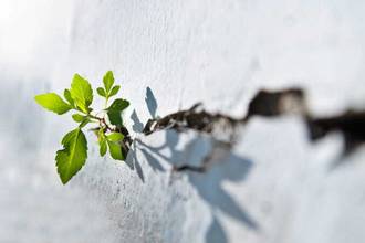 plant growing out of concrete wall crack