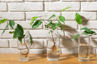 plant-clippings-growing-in-jars