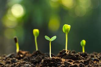 plants beginning to sprout