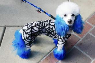 poodle with blue hair and a spider web dyed on its torso
