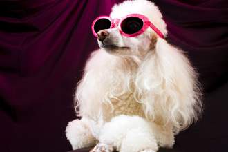 poodle with heart shaped sunglasses