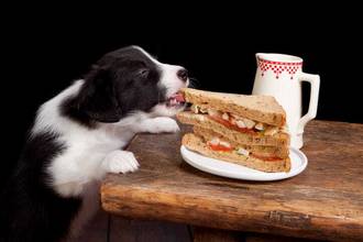 puppy getting up on table to reach a yummy sandwhich