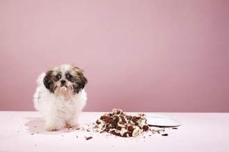 puppy looking confused while standing next to cake on the floor