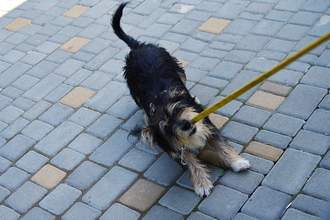 puppy pulling on its leash
