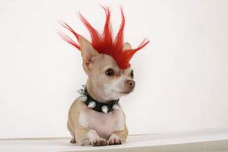 puppy with a red mohawk and spiked collar