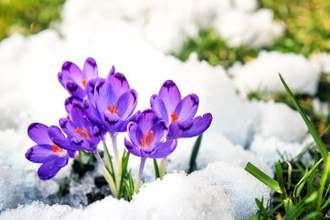 purple flowers blooming out of the snow covered grass to signify spring
