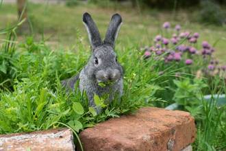 rabbit eating garden plants