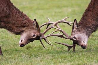 red deer stags fighting with antlers locked