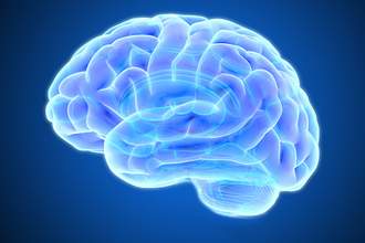 rendering-of-the-brain