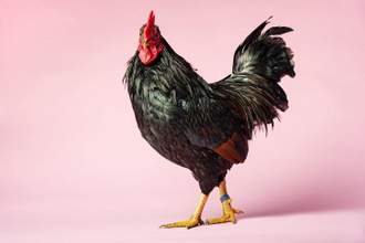 rooster walking across a pink background