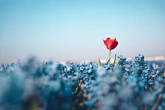 rose standing above other flowers in field