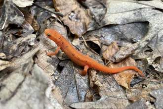 salamander on leaves