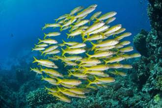 schools of fish in the ocean