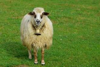 sheep grazing on green meadow