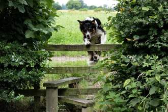 sheepdog leaping a stile
