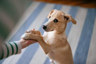 small dog looking up and holding their owners hand