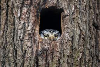 small owl perring through the hole of a tree