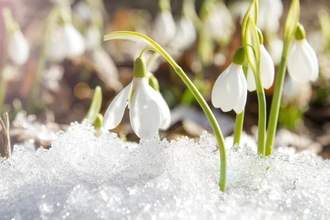 snowdrop flowers blooming out of the final winter snow