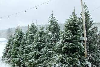snowy christmas trees under outdoor fairy lights