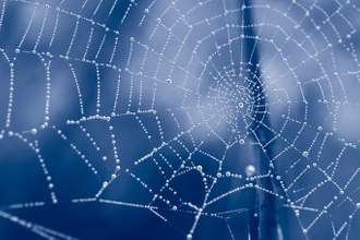 spider web with dewdrops