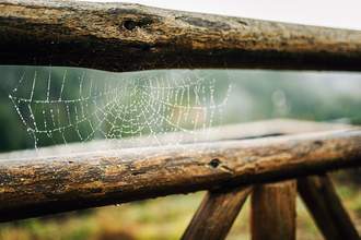 spiderweb covered in dew