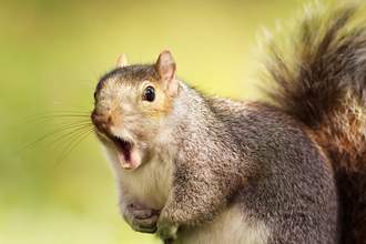 squirrel yawning
