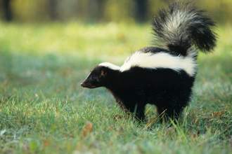striped skunk
