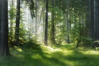 sunlight filtering through a forrest setting