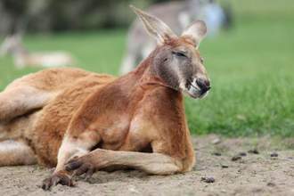 super buff looking kangaroo laying casually on the ground