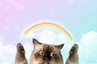 surprised kitten holding his paws in the air while a rainbow comes out