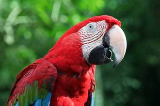 talking red scarlet macaw giving attitude