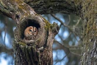 tawny owl sitting in a tree