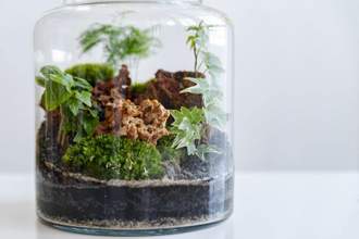 terrarium jar with live forest