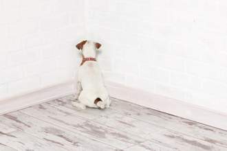 terrier sitting facing the corner