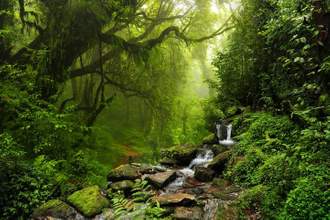 the beginning of a stream flowing through a rain forrest
